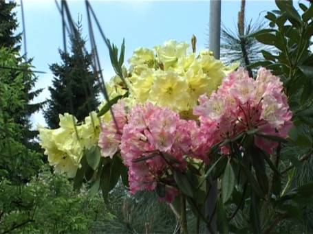 Kranenburg : An einem Stamm abzweigend, zwei verschieden farbige Rhododendronblüten.